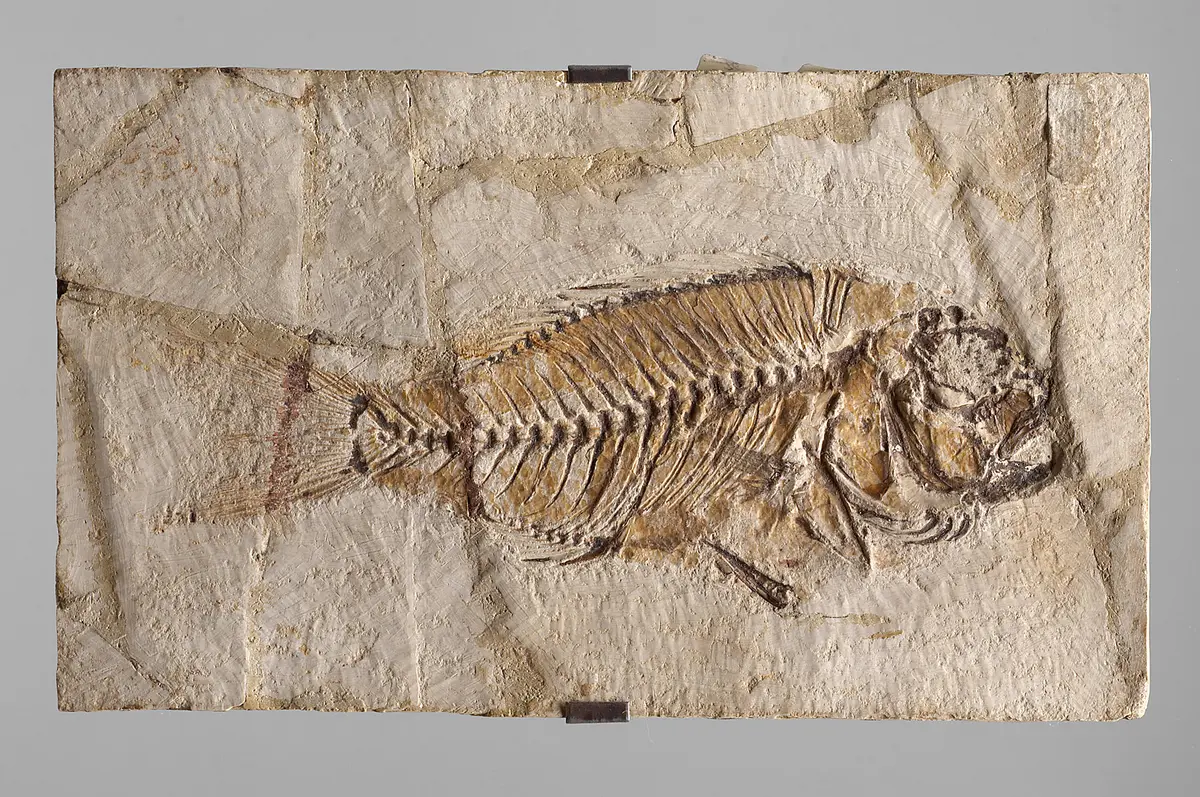 Fisch, Fossil, Fischabdruck