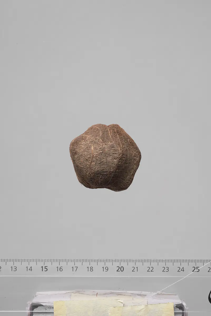 Früchte der Dumpalme