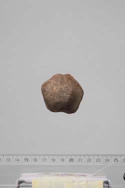 Früchte der Dumpalme