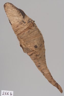 Kleine Krokodilsmumie