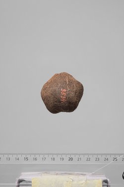 Früchte der Dumpalme