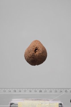 Früchte der Dumpalme