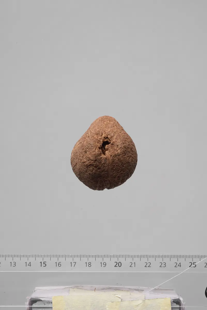 Früchte der Dumpalme