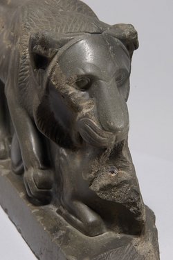 Löwe, der ein Rind reißt