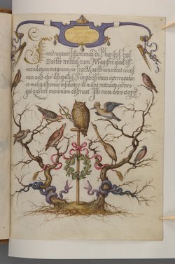 Schriftmusterbuch; 127 Blatt Pergament