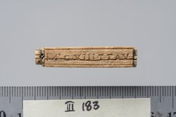 Tessera nummularia