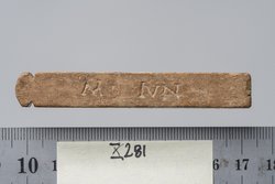 Tessera nummularia