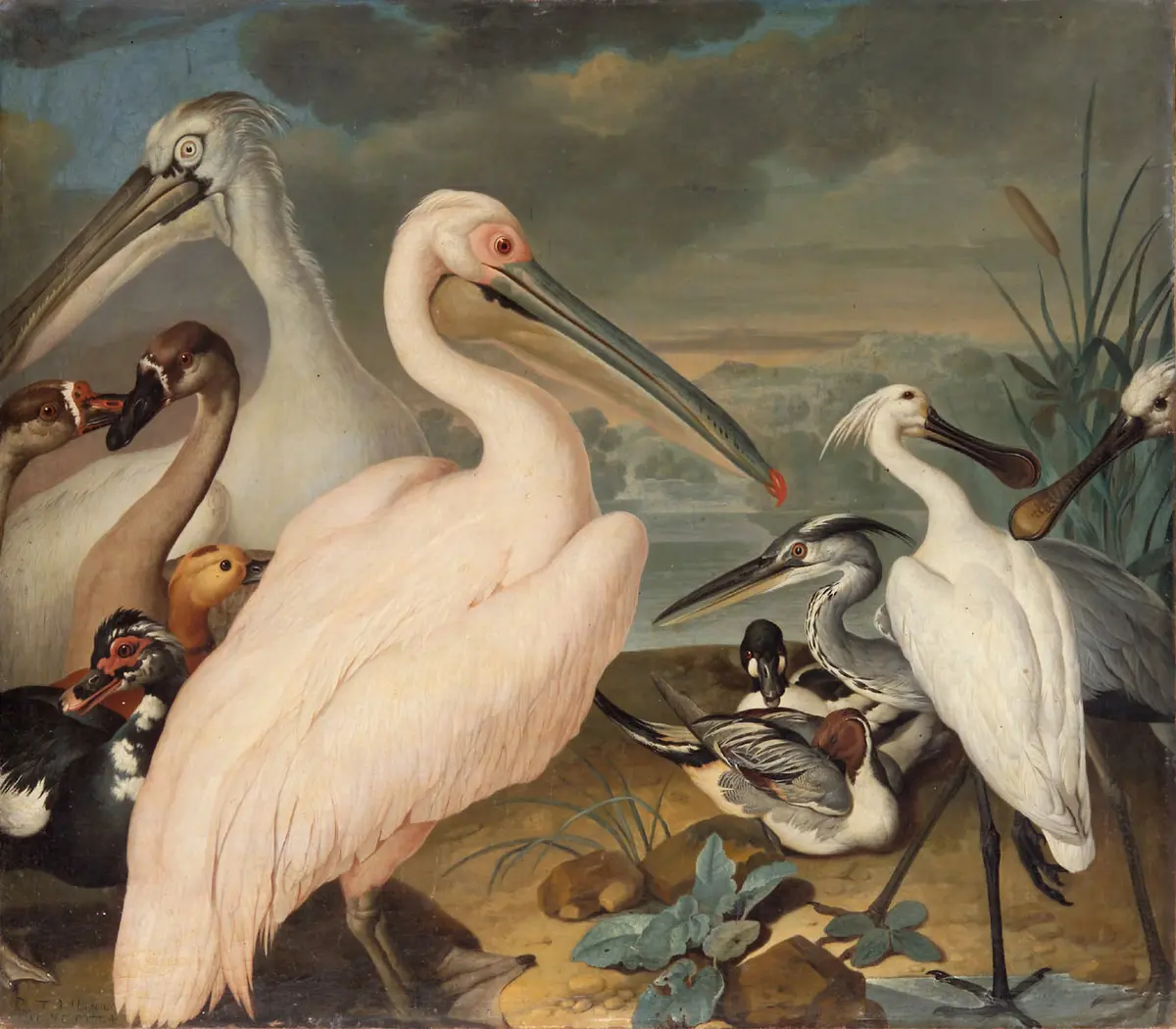Pelikane und andere Vögel