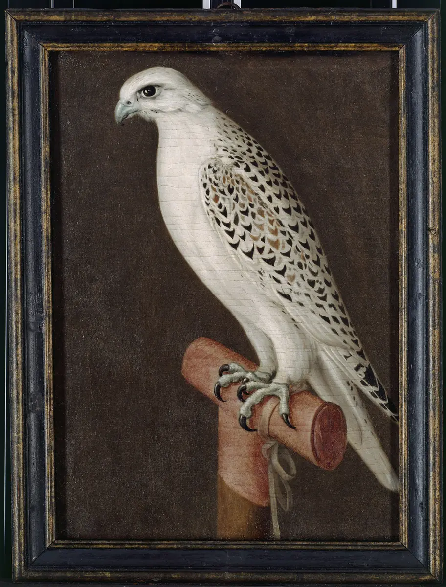 Gerfalke Erzherzog Ferdinands II.
