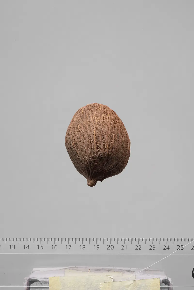 Früchte der Dumpalme