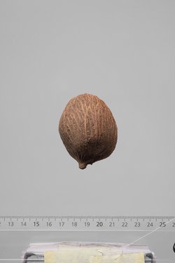 Früchte der Dumpalme