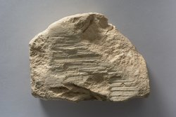 Fragment einer Apis-Stele mit demotischer Inschrift