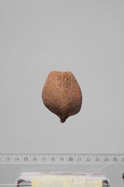 Früchte der Dumpalme