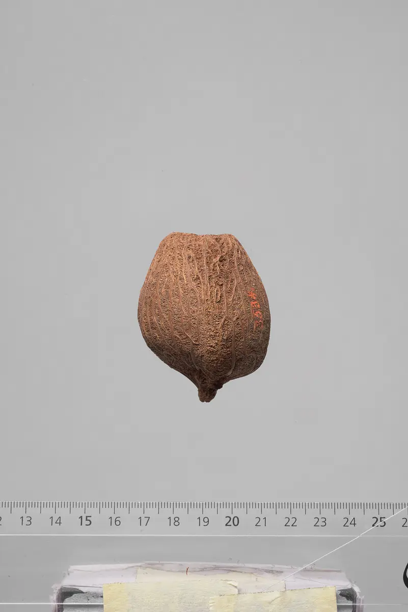 Früchte der Dumpalme