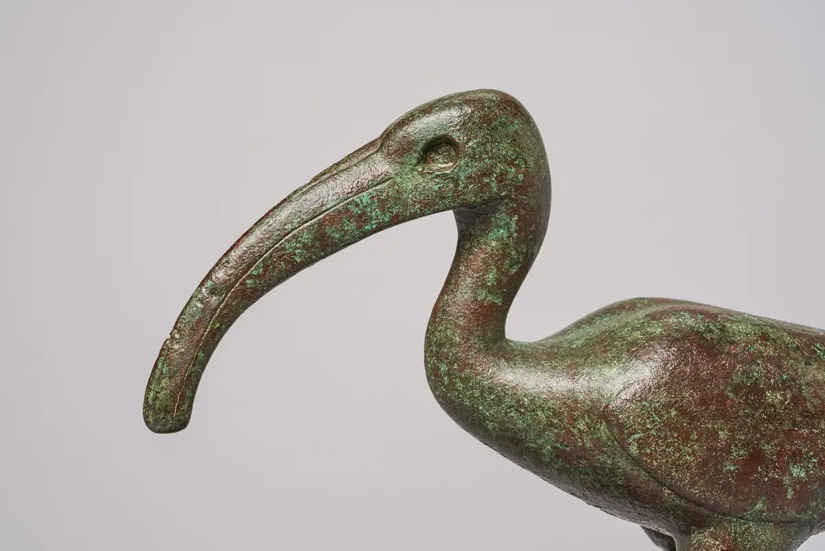 Schreitender Ibis