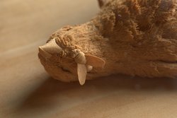 Vogelstillleben