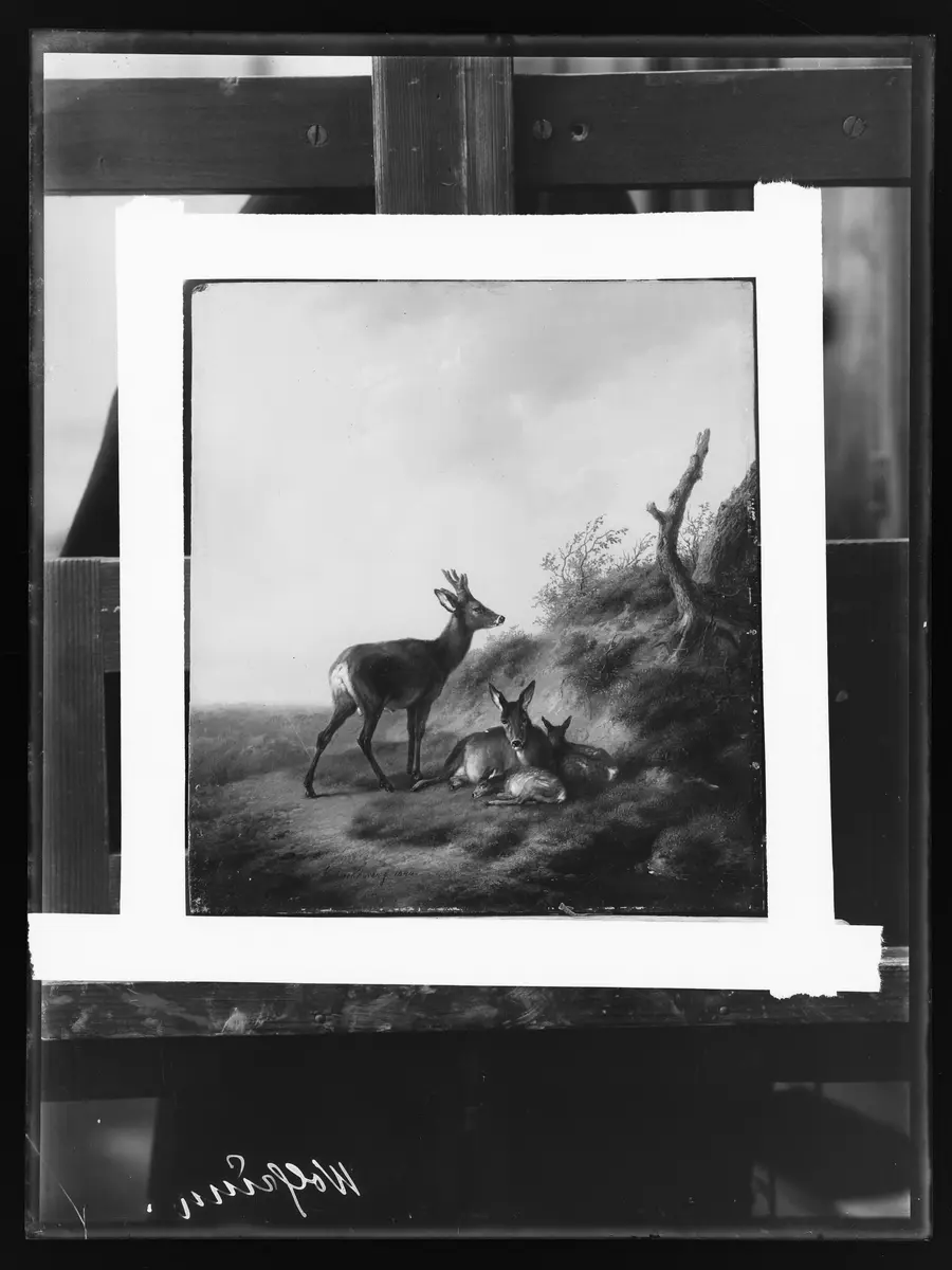 Rehe