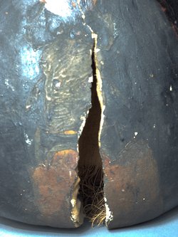 Mumie der Tamit in Kartonagehülle