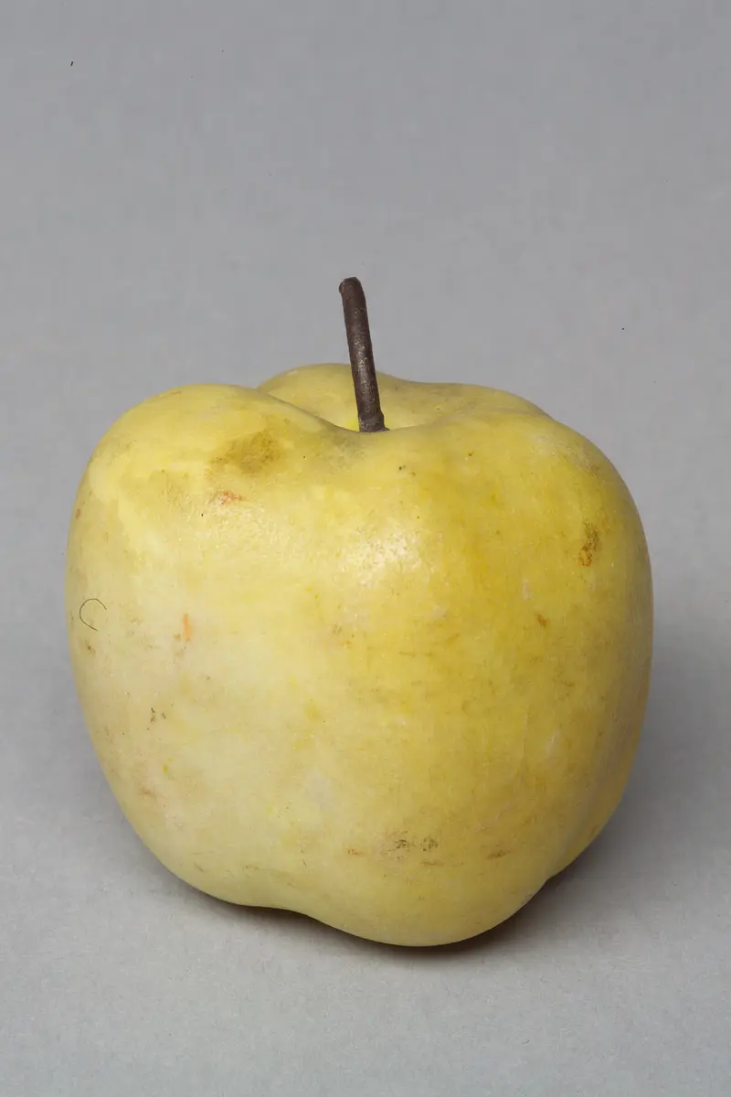 Marmorapfel, Quitte, früher als Apfel geführt