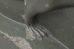 Schreitendes Ichneumon