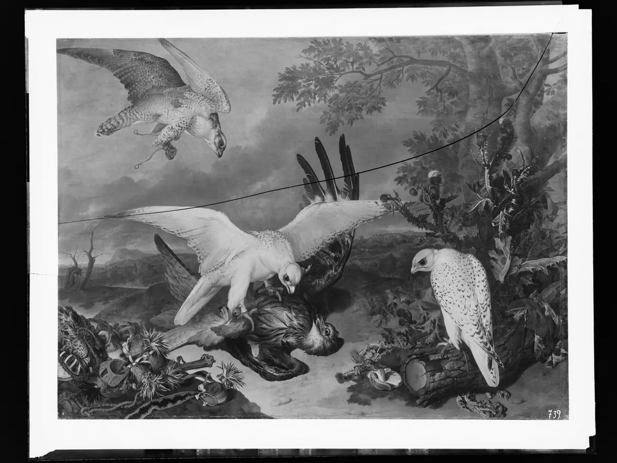 Ein Adler von Falken besiegt