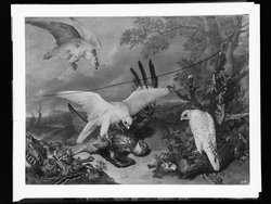 Ein Adler von Falken besiegt