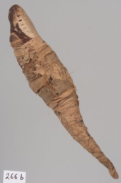 Kleine Krokodilsmumie