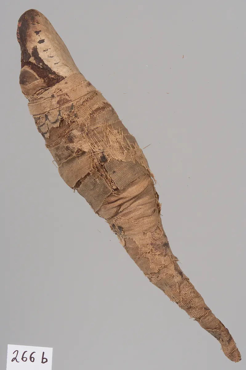 Kleine Krokodilsmumie