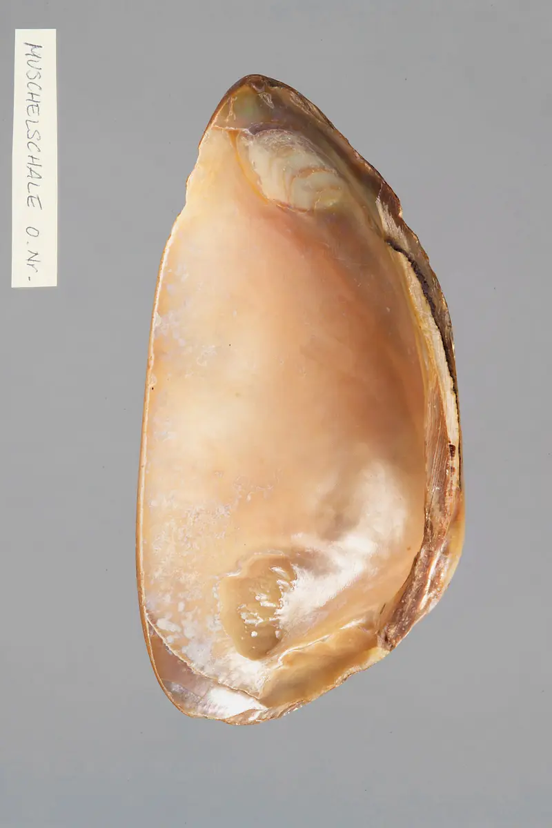 Große Muschelschale