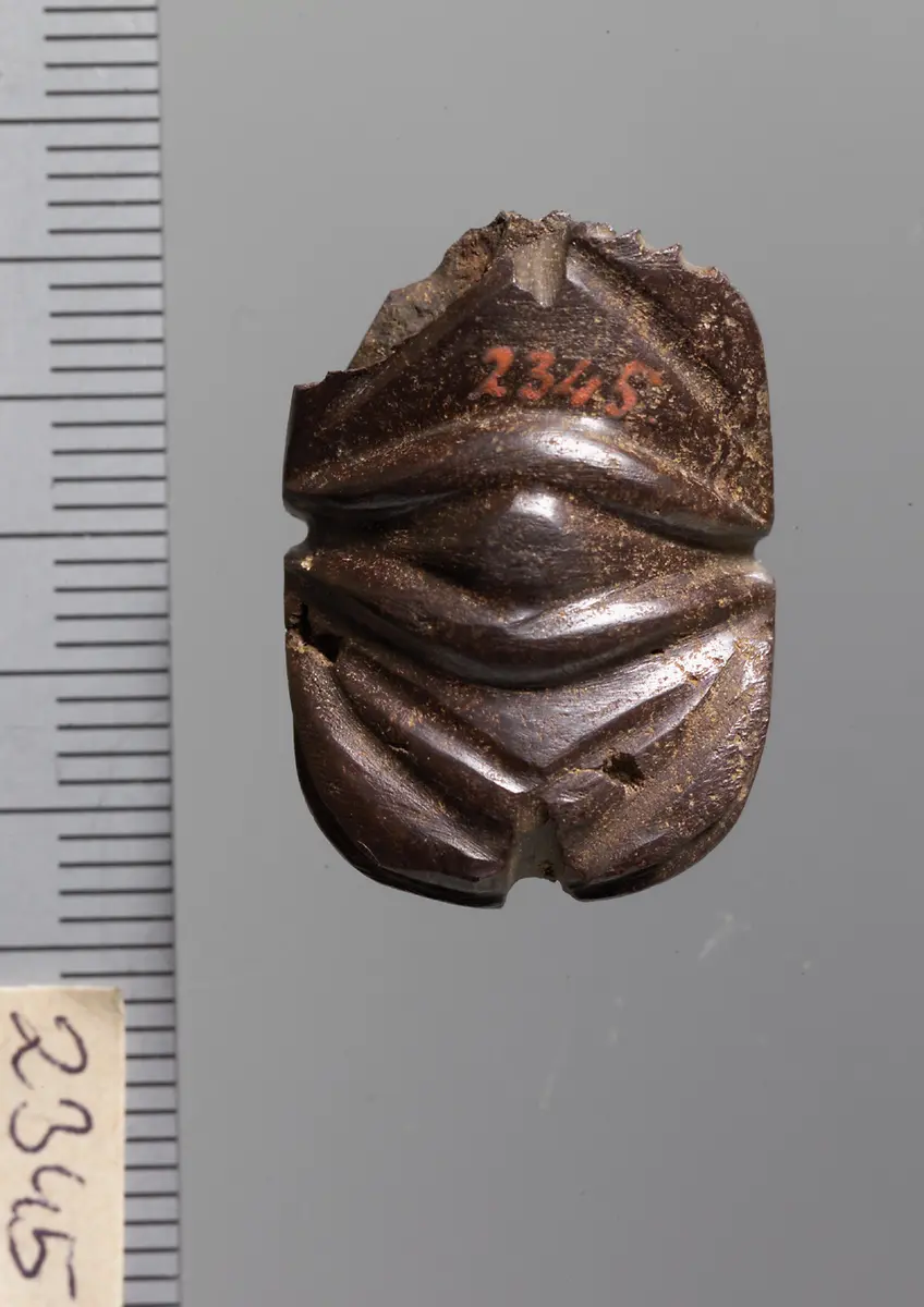 Mumienskarabäus