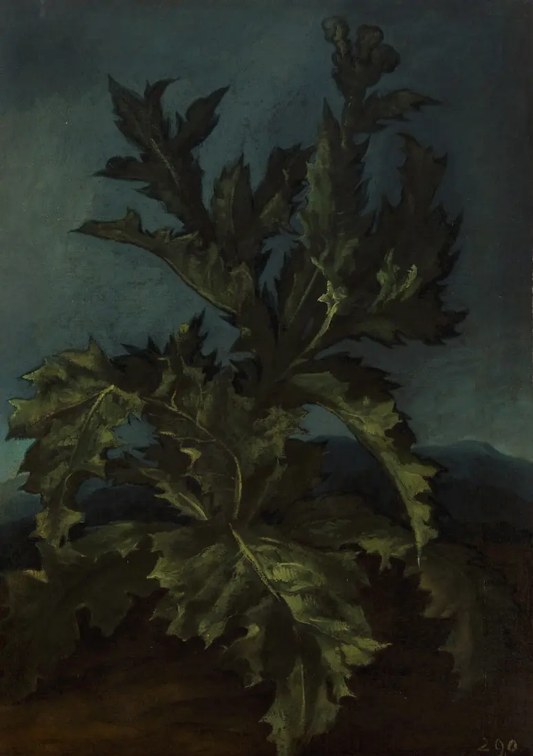 Distel