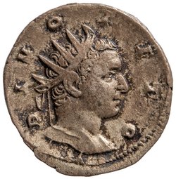 Divus Titus