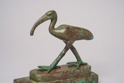 Schreitender Ibis