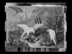 Ein Adler von Falken besiegt