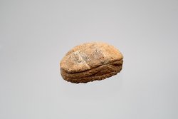 Herzskarabäus