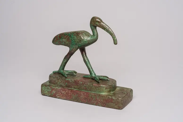 Schreitender Ibis