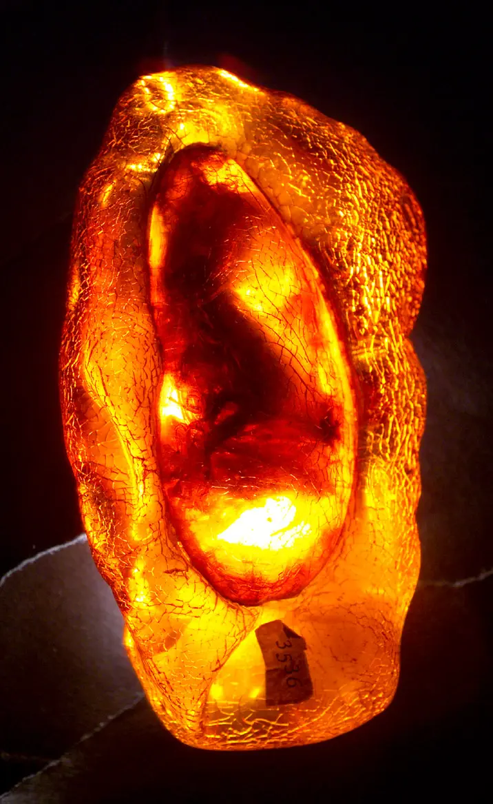 Ovales Bernsteinstück mit eingeschlossenem Insekt (Inkluse)