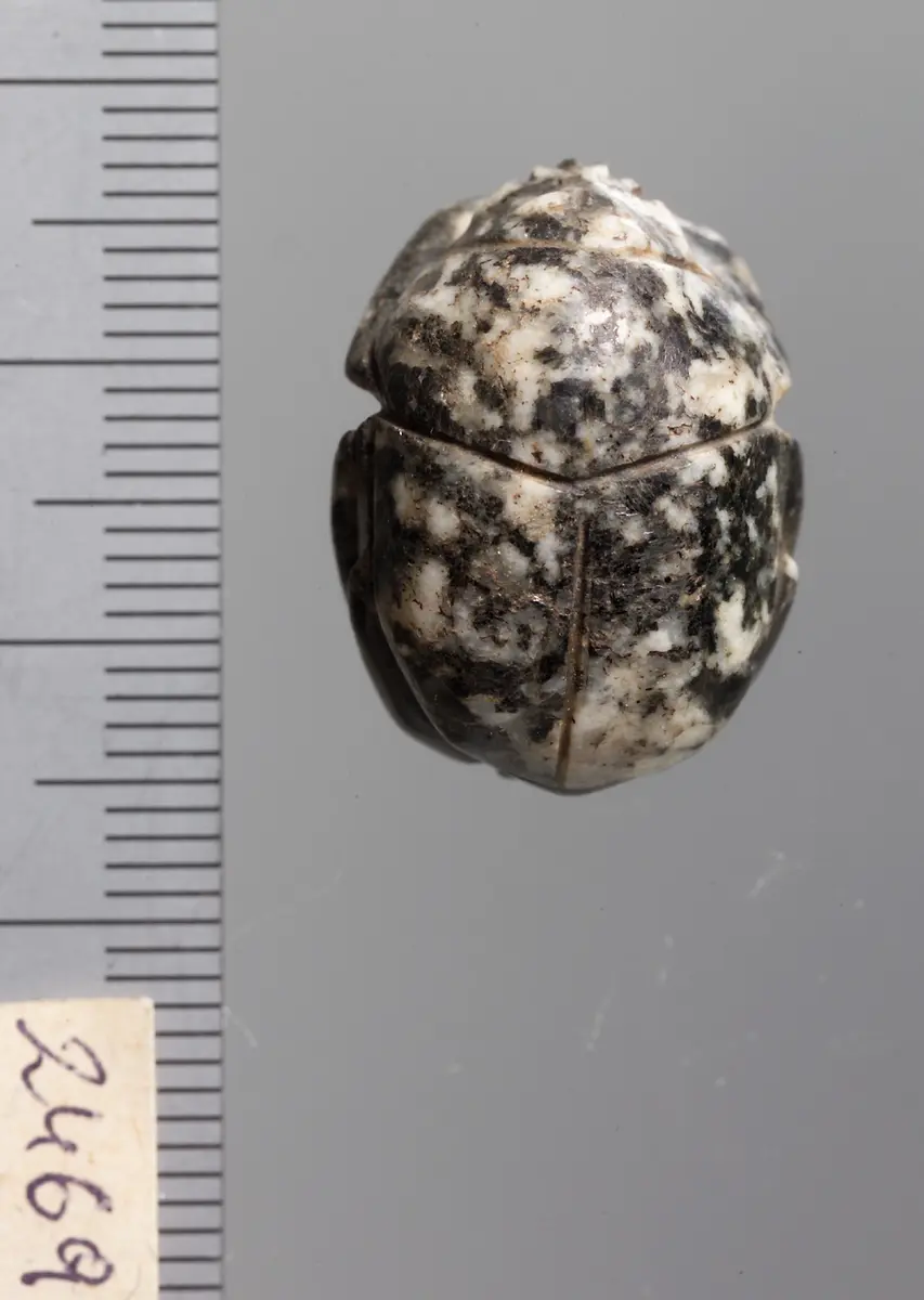 Mumienskarabäus