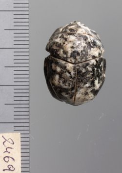 Mumienskarabäus