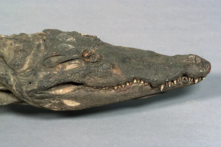 Krokodil