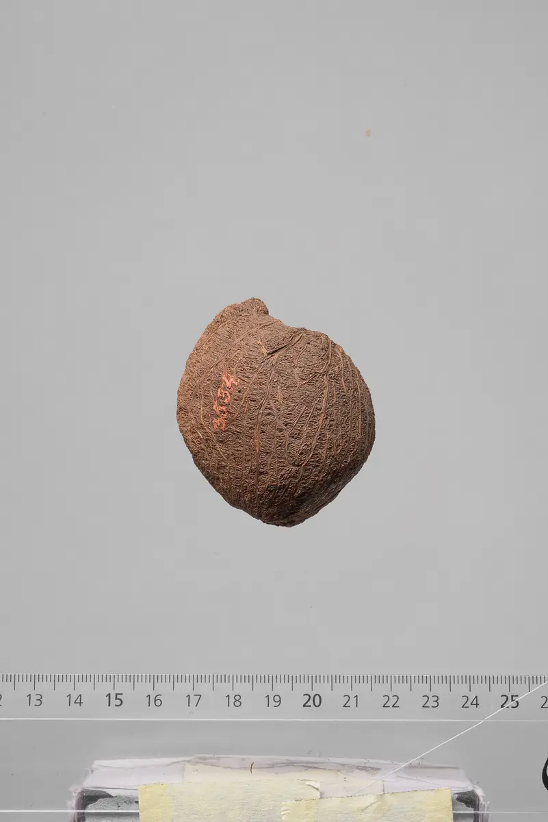 Früchte der Dumpalme