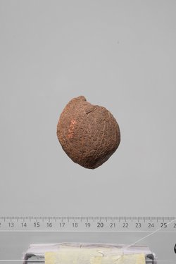 Früchte der Dumpalme