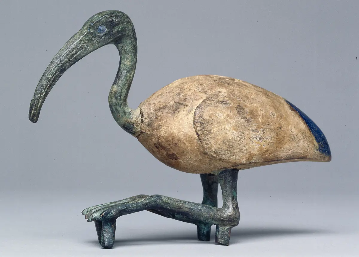Sitzender Ibis