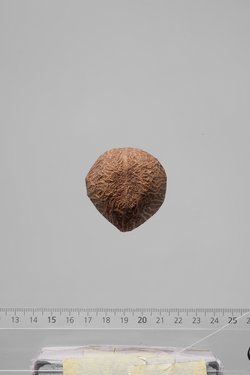 Früchte der Dumpalme