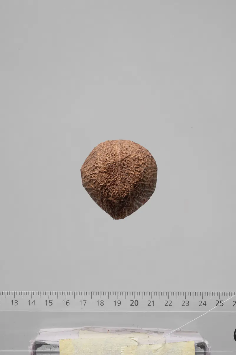 Früchte der Dumpalme
