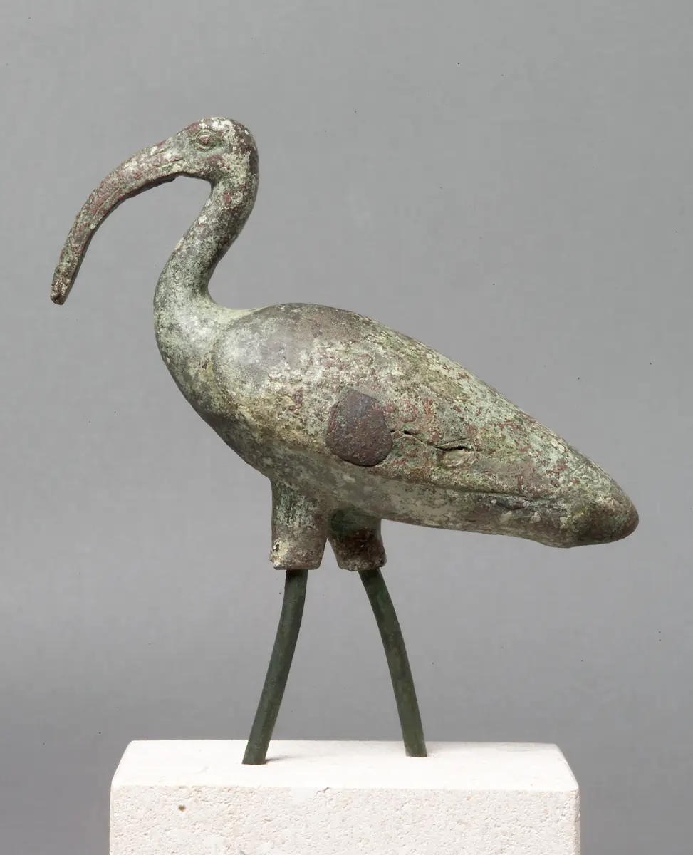 Schreitender Ibis