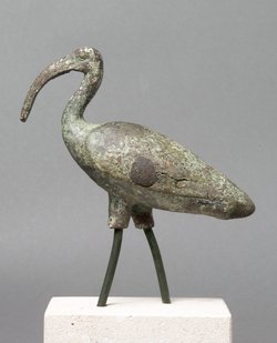 Schreitender Ibis