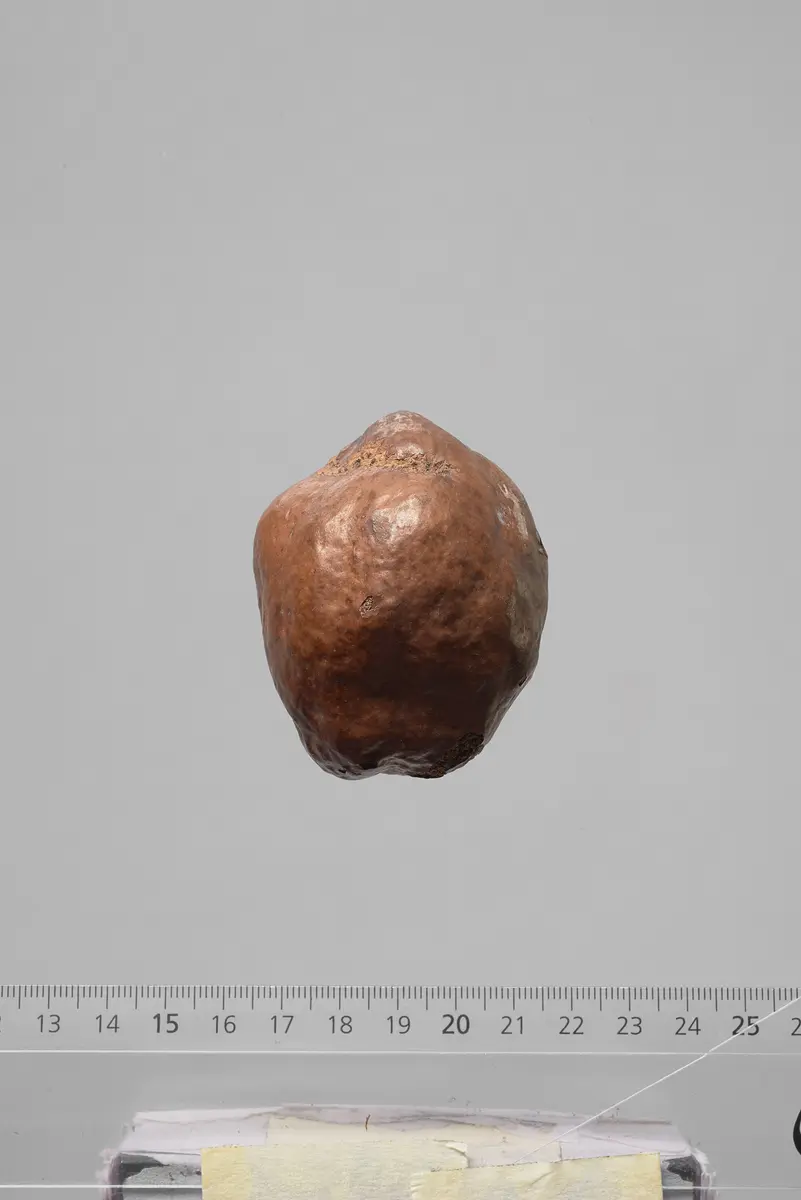 Früchte der Dumpalme