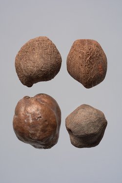 Früchte der Dumpalme
