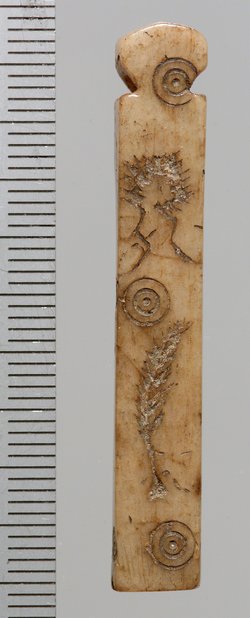 Tessera nummularia